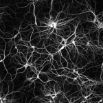 neurônios